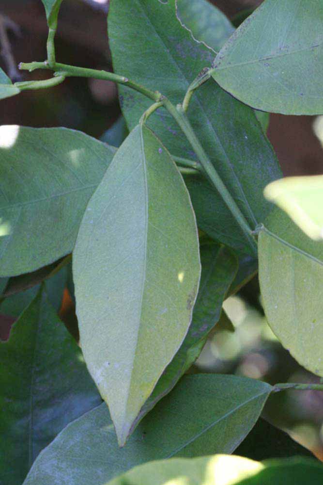              Unifoliolate leaf (Riverside, CA)       